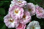 Disco Lemonade rose photo