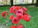 City of Nottingham rose photo