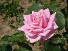 Claire-France rose photo