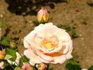 Fortschritt rose photo
