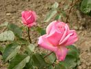 Garvey rose photo