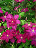 Voluceau clematis photo