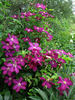 Voluceau clematis photo