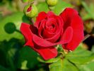 Granat rose photo