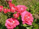 Jane Lazenby rose photo