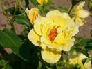 Kismet rose photo