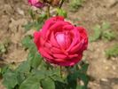 Chaplin's Triumph rose photo