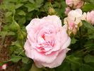 Dusty Pink rose photo