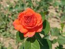 El Cid rose photo