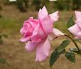 Frank W. Dunlop rose photo