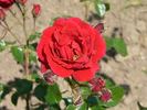 Lord Stair rose photo