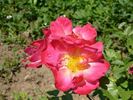 Love Song rose photo