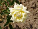 Marquesa de Bolarque rose photo