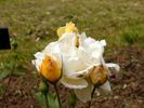 Mary Merryweather rose photo