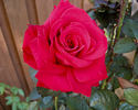 Helen's Trust rose photo