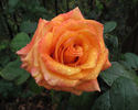 Milva rose photo