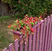 Robin Red Breast rose photo