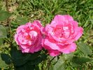 McGredy's Pink rose photo