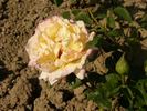 Mexicali Rose rose photo