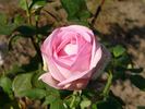 Madame Maurice de Luze rose photo