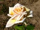 Mrs. Francis King rose photo