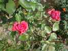 Fanette rose photo
