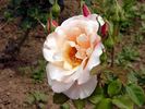 Otto Krause rose photo