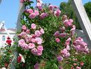 Regierungsrat Rottenberger rose photo