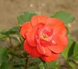 Rosorum rose photo
