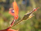 CPDLFED rose photo