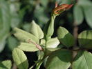 CPDLFED rose photo