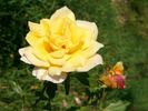 Summer Glory rose photo