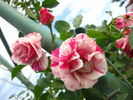 Berries 'n' Cream rose photo