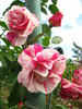 Berries 'n' Cream rose photo