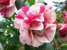 Berries 'n' Cream rose photo