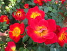 Neon Cowboy ™ rose photo