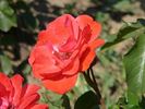 Tantau's Surprise rose photo