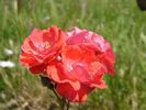 Tantau's Surprise rose photo