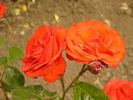 Tommy Bright rose photo