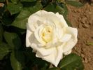 White Weekend rose photo