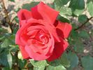 Wiener Blut rose photo
