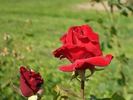 William Harvey rose photo