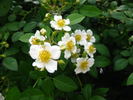 <i>Rosa taiwanensis</i> Nakai rose photo