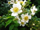 <i>Rosa taiwanensis</i> Nakai rose photo