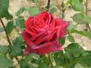 Aradi 13 rose photo