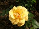 Aranyhíd rose photo