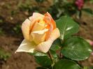 Aranyhíd rose photo