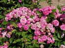 Bajor Gizi emléke rose photo