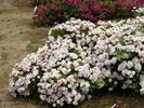 Borsi rose photo