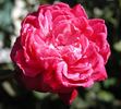 Cherry Drop rose photo